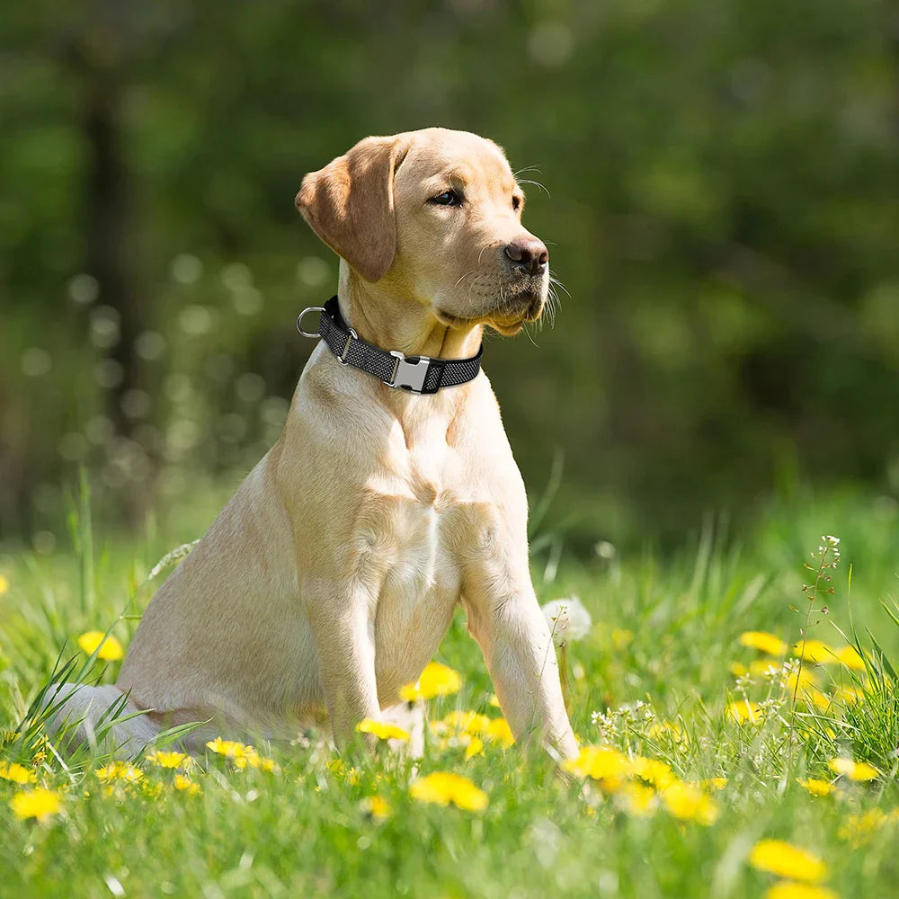 Colliers pour Chiens et Chats
