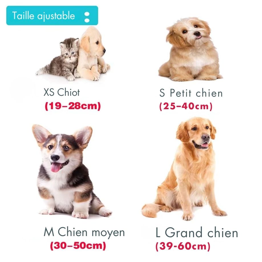 Collier & Laisse pour Chien et Chat en Lin Tressé – Boucle Métal Premium, Taille Ajustable, Ensemble Résistant et Confortable pour Promenade & Entraînement (XS à L)