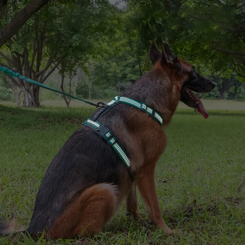Harnais H pour chien réfléchissant sans traction – Confort, réglable, nylon lavable, anti-tirage –