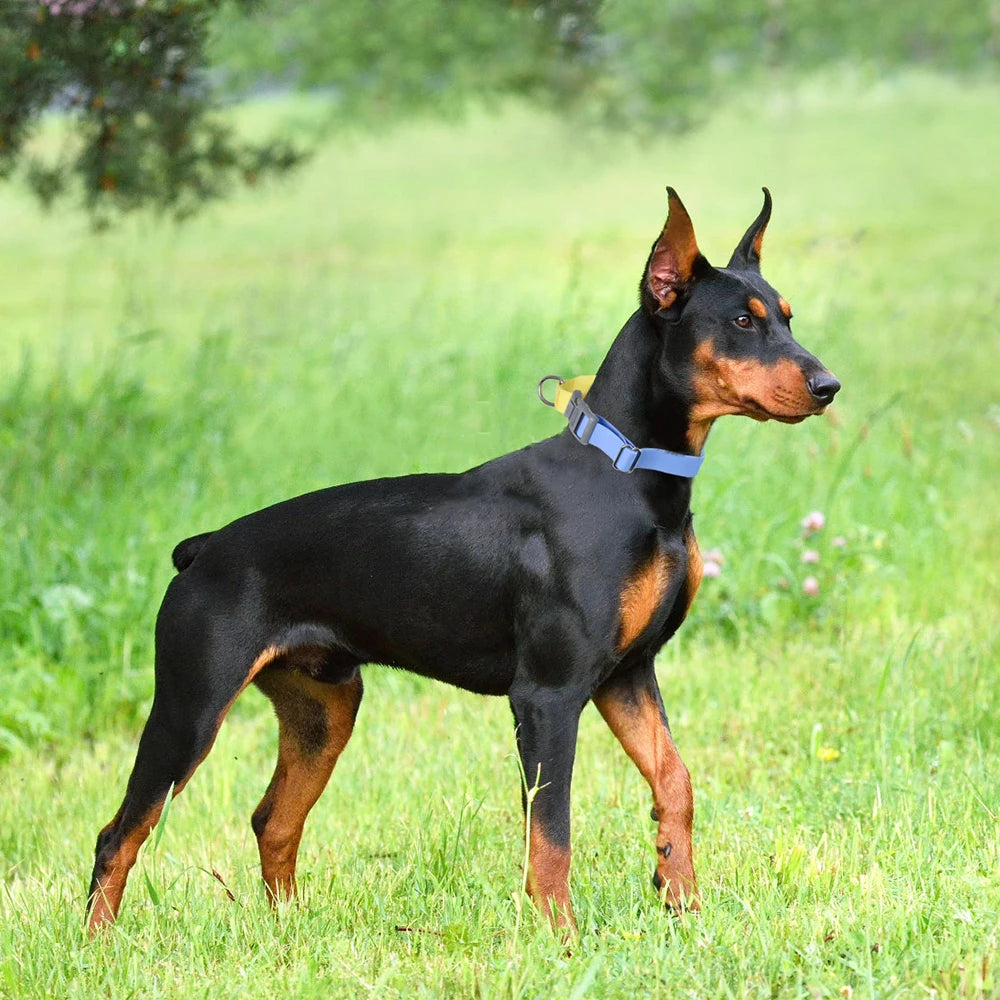 Collier de Chien Étanche en PVC Premium – Réglable, Résistant & Ultra Confortable | Idéal Dressage, Promenade & Sport Canin | Anti-Odeur & Séchage Rapide (Nouveau 2025)