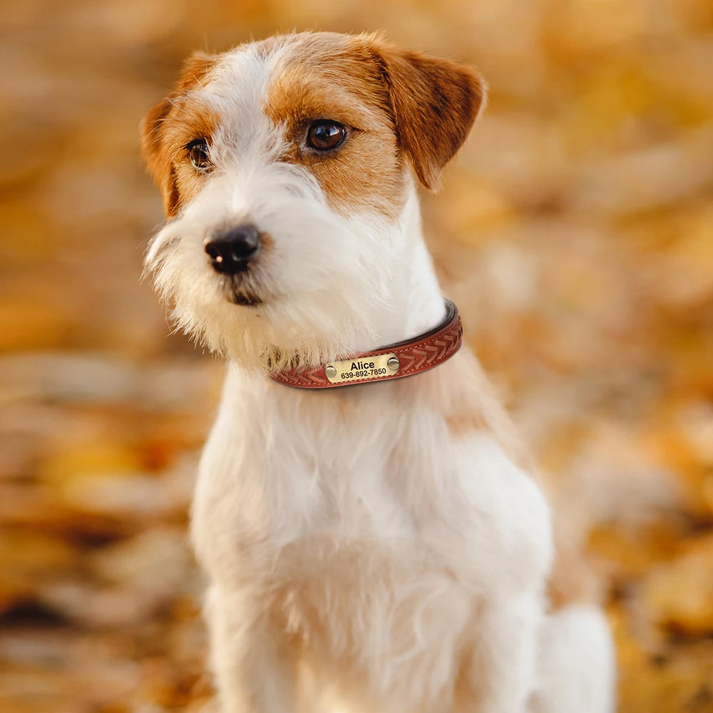 Collier pour chien personnalisé en cuir véritable – Gravure du nom & numéro – Collier d’identification confortable pour petits, moyens et grands chiens (Chihuahua, Labrador, etc.)