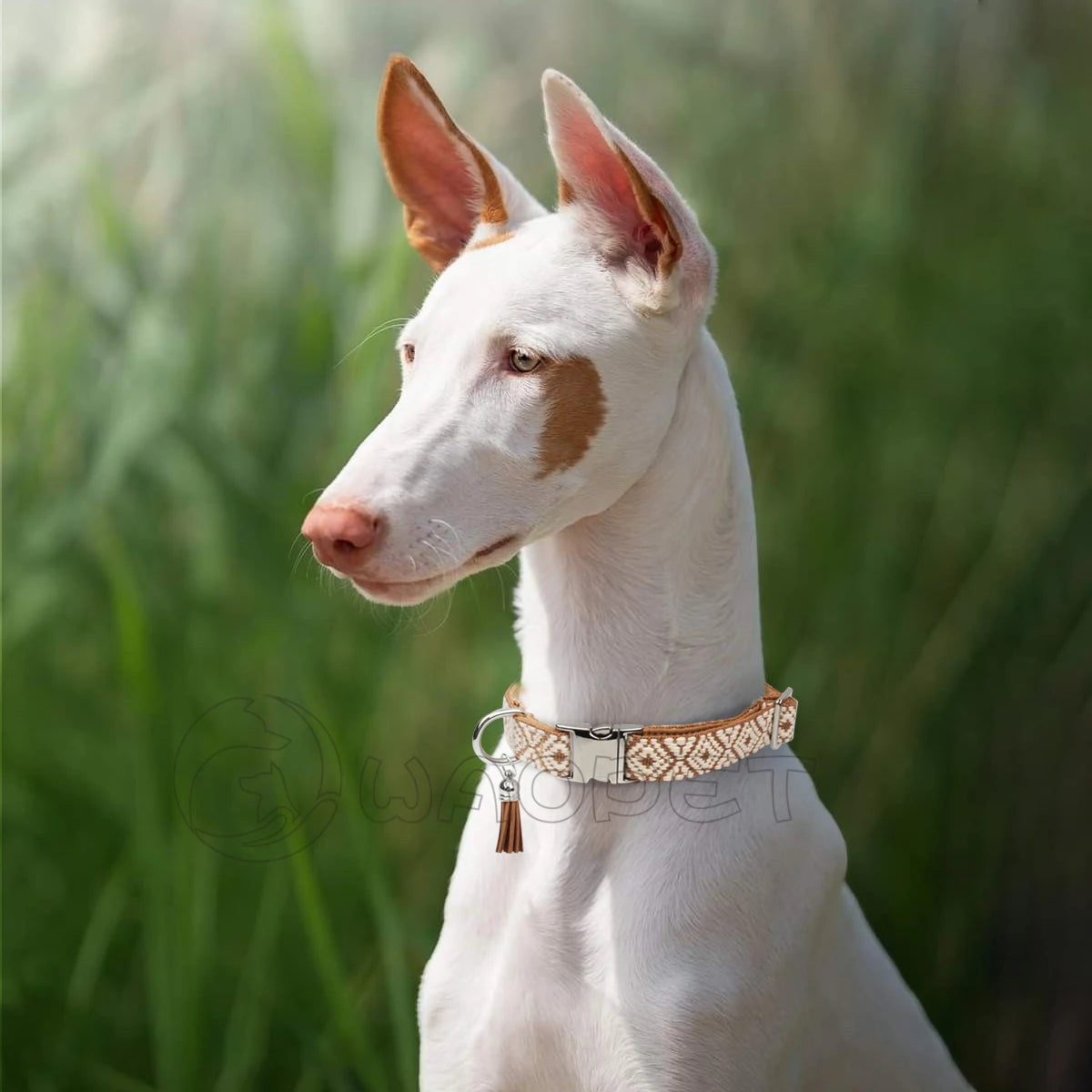 Collier Bohème Chic™ – Collier pour chien réglable, style ethnique luxueux et coloré | Accessoire premium pour petits, moyens et grands chiens